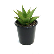 Sansevieria, 3.5in, Tower Green