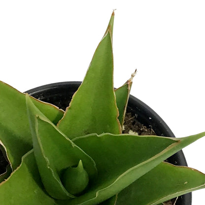 Sansevieria, 3.5in, Tower Green