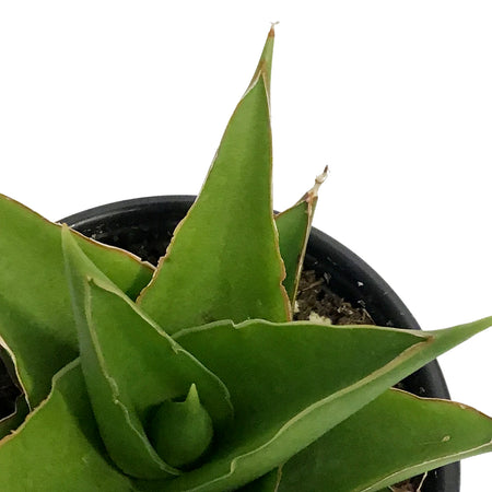 Sansevieria, 3.5in, Tower Green