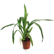Yucca, 4in, Cane