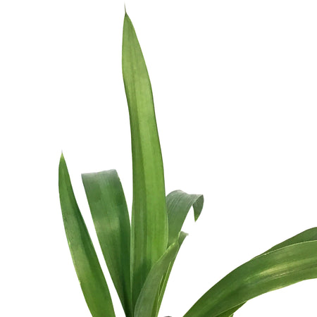 Yucca, 4in, Cane