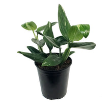 Load image into Gallery viewer, Monstera, 6in, Standeleyana
