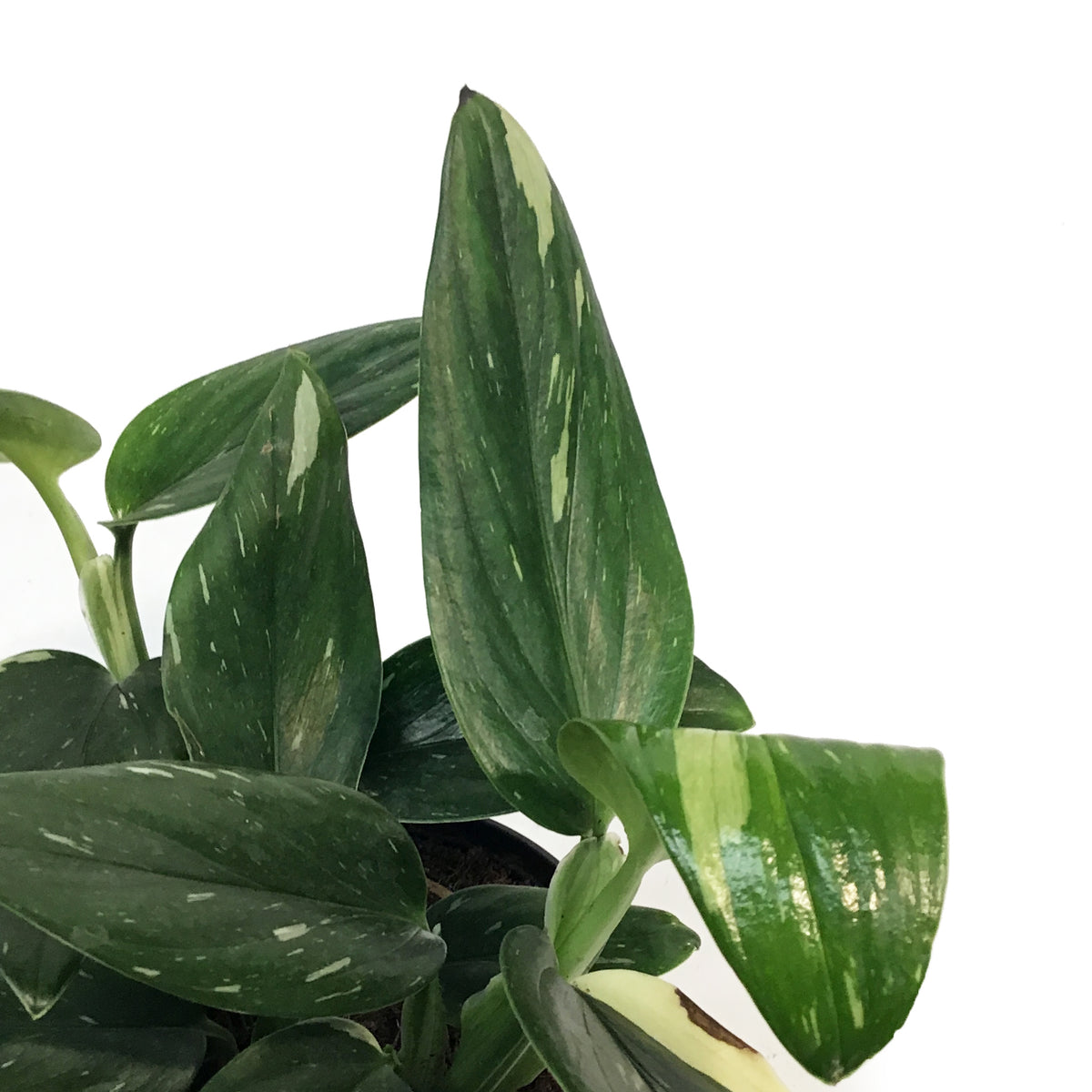Monstera, 6in, Standeleyana