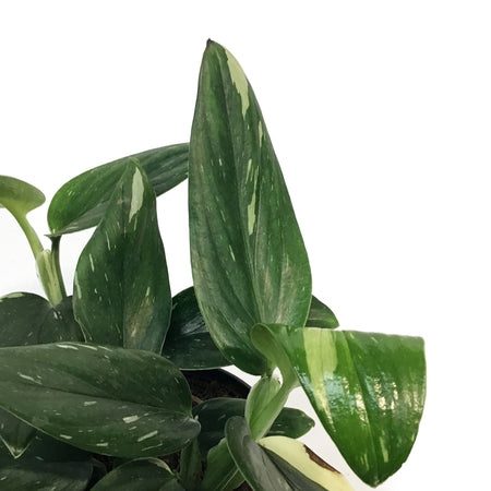 Monstera, 6in, Standeleyana