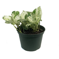 Pothos, 6in, Manjula