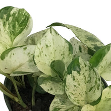 Load image into Gallery viewer, Pothos, 6in, Manjula

