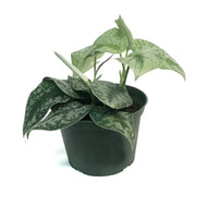 Scindapsus, 6in, Pictus