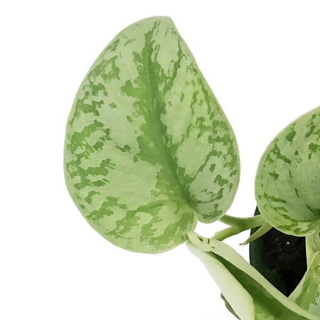 Scindapsus, 6in, Pictus