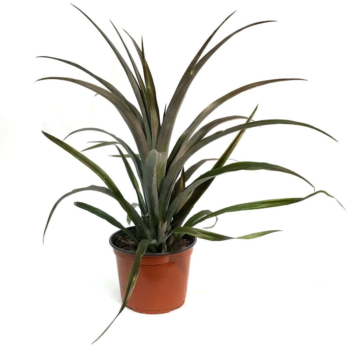 Pineapple, 8in, Red