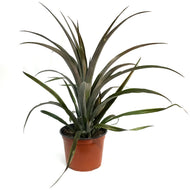 Pineapple, 8in, Red