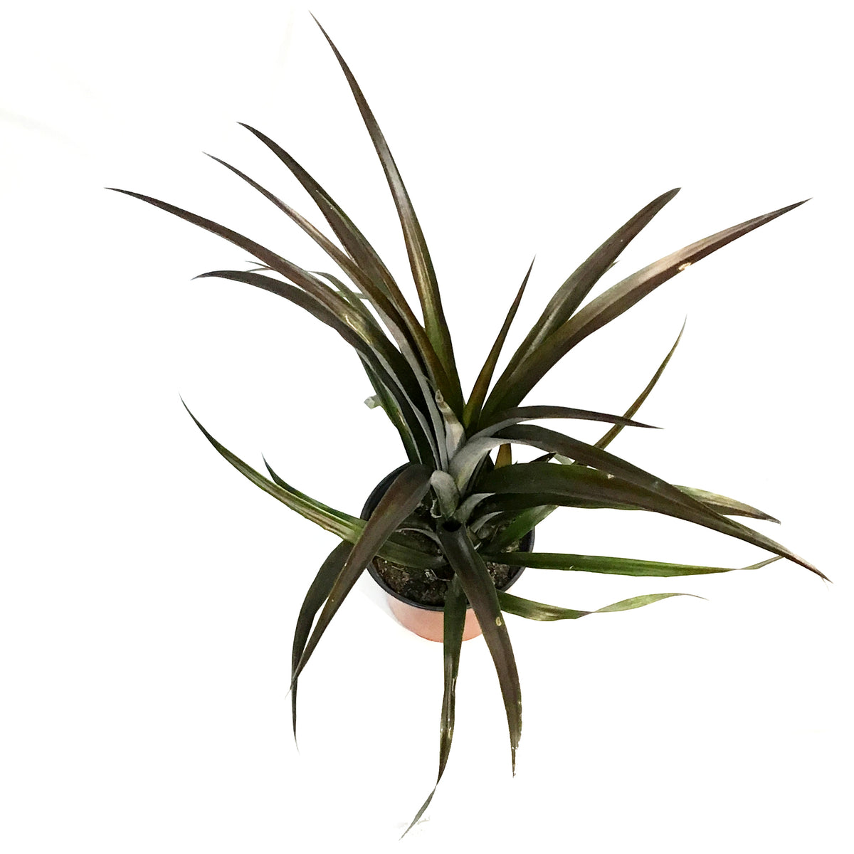 Pineapple, 8in, Red