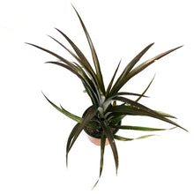 Load image into Gallery viewer, Pineapple, 8in, Red
