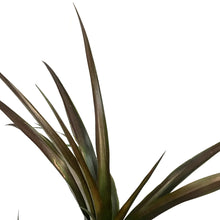 Load image into Gallery viewer, Pineapple, 8in, Red
