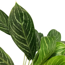 Load image into Gallery viewer, Aglaonema, 10in, White Lightning
