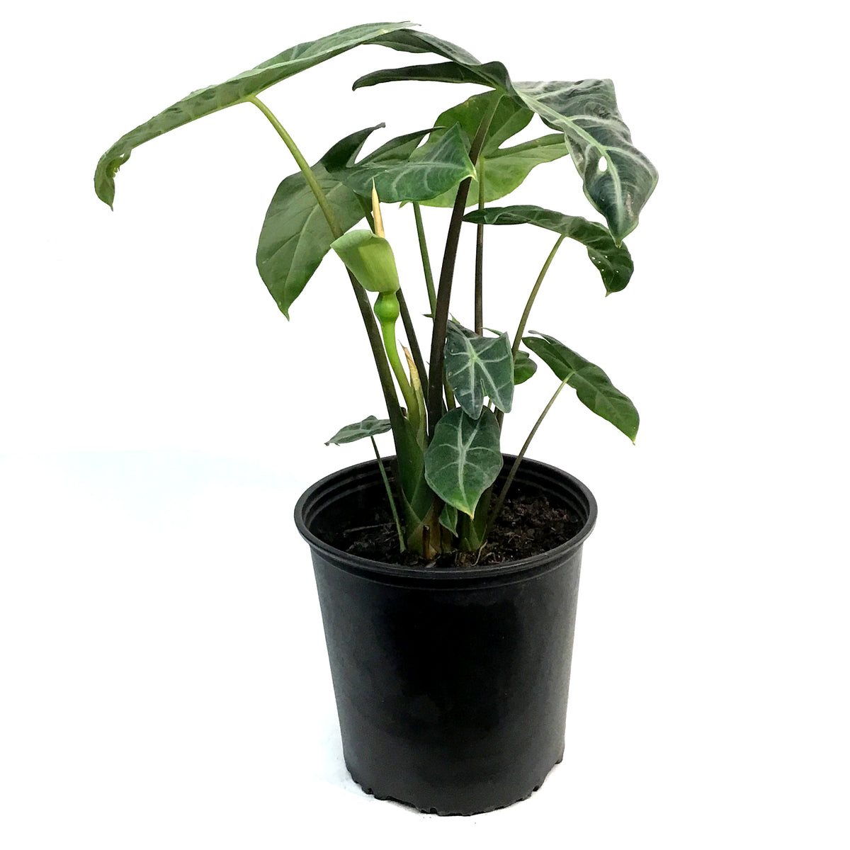 Alocasia, 10in, Longiloba