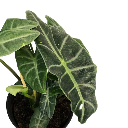 Alocasia, 10in, Longiloba
