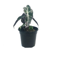 Alocasia, 4in, Polly, Pink Variegated