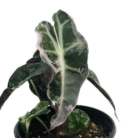 Alocasia, 4in, Polly, Pink Variegated