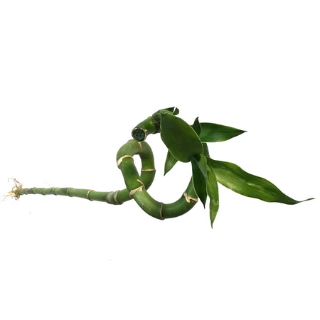 Curly Bamboo Stem, 45cm