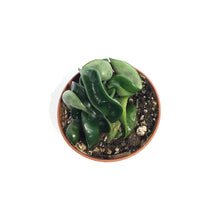 Load image into Gallery viewer, Hoya, 3in, Compacta
