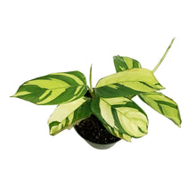 Load image into Gallery viewer, Ctenanthe, 4in, Lubbersiana Golden Mosaic
