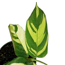 Load image into Gallery viewer, Ctenanthe, 4in, Lubbersiana Golden Mosaic
