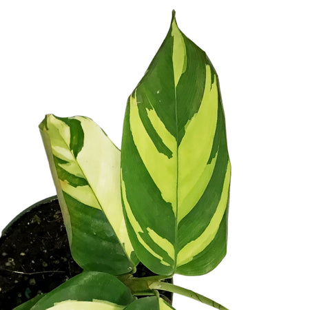 Ctenanthe, 4in, Lubbersiana Golden Mosaic