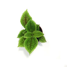 Load image into Gallery viewer, Pilea, 2.25in, Moon Valley
