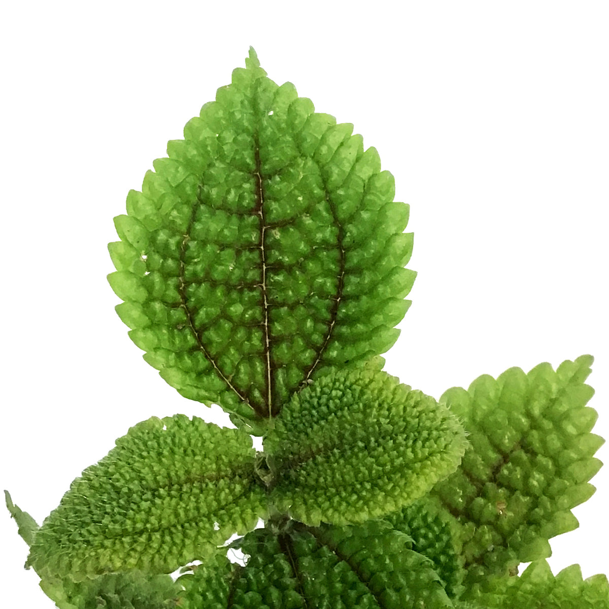 Pilea, 2.25in, Moon Valley