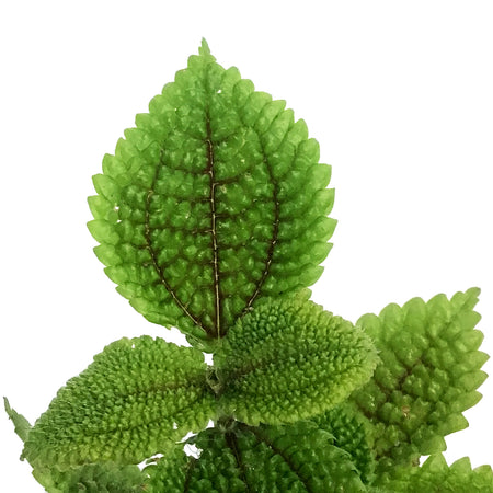 Pilea, 2.25in, Moon Valley