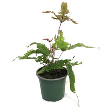 Load image into Gallery viewer, Fern, 4in, Tricolour
