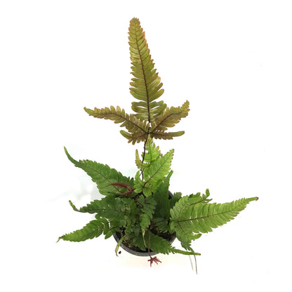 Fern, 4in, Tricolour