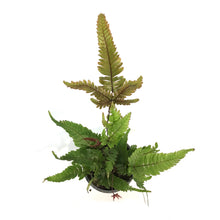 Load image into Gallery viewer, Fern, 4in, Tricolour
