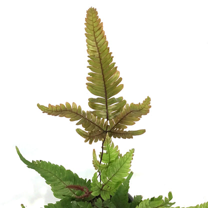 Fern, 4in, Tricolour