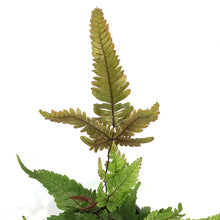 Load image into Gallery viewer, Fern, 4in, Tricolour
