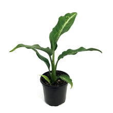 Load image into Gallery viewer, Dieffenbachia, 4in, Panther
