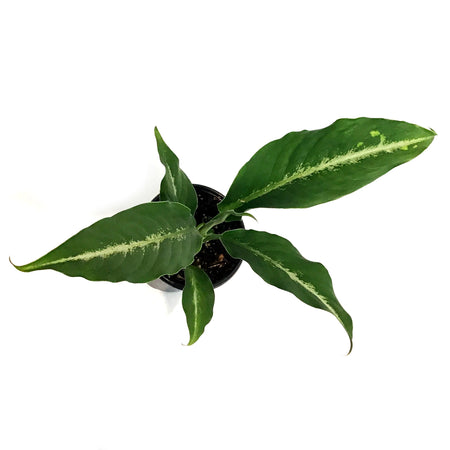 Dieffenbachia, 4in, Panther
