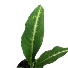 Load image into Gallery viewer, Dieffenbachia, 4in, Panther
