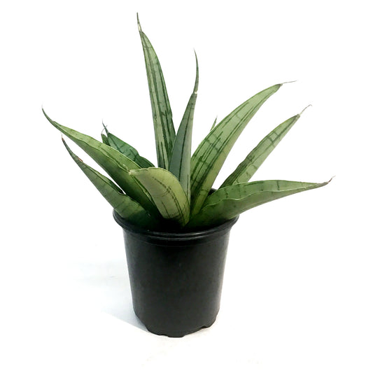 Sansevieria, 4in, Long White