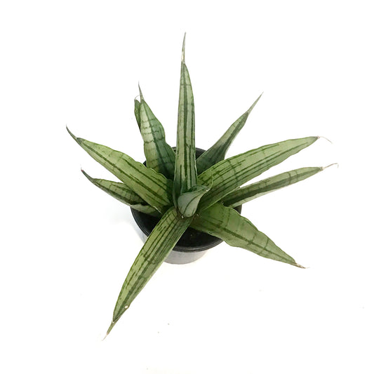 Sansevieria, 4in, Long White
