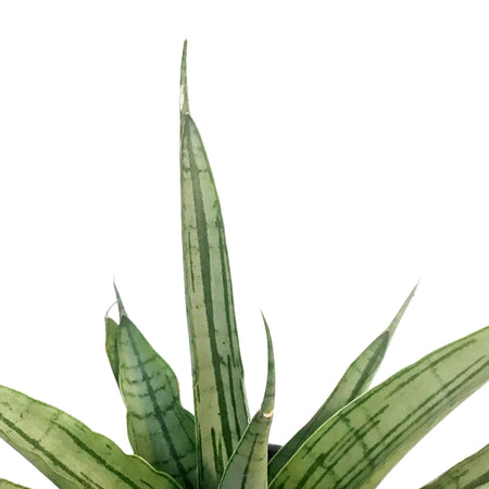 Sansevieria, 4in, Long White