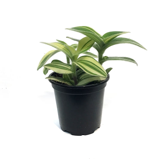 Tradescantia, 4in, Velvet Moon