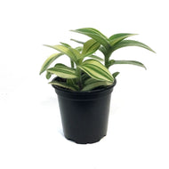 Tradescantia, 4in, Velvet Moon
