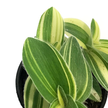 Tradescantia, 4in, Velvet Moon