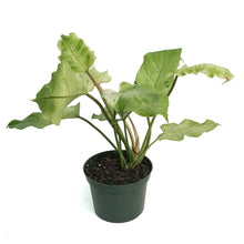 Load image into Gallery viewer, Philodendron, 6in, Snowdrift
