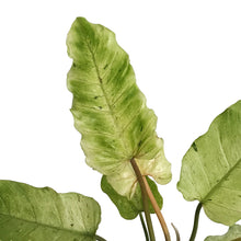 Load image into Gallery viewer, Philodendron, 6in, Snowdrift
