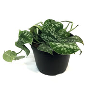 Pothos, 6in, Silver Satin