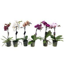 Load image into Gallery viewer, Orchid, 3.5in Single  Spike
