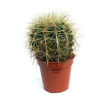 Load image into Gallery viewer, Cactus, 3.5in, E. grusonii 'Golden Barrel' Assort
