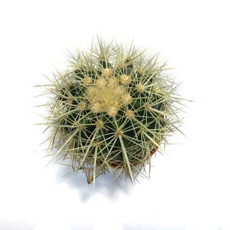 Cactus, 3.5in, E. grusonii 'Golden Barrel' Assort